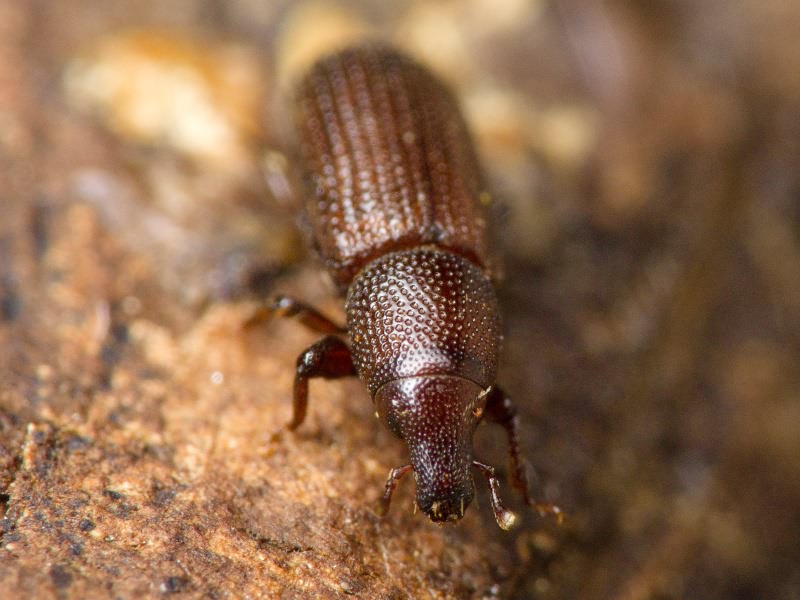 Stereocorynes truncorum (Germar, 1824)